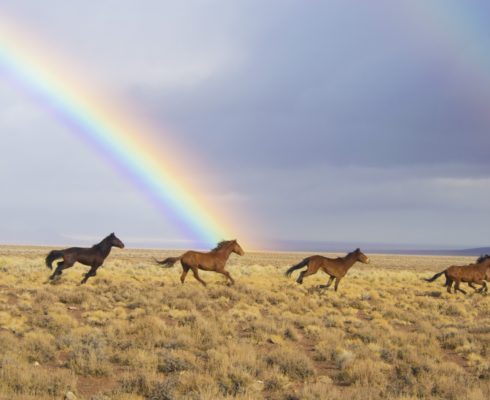 Photo of horses running on plain under rainbow, grieving grief grieve bereavement loss course death mourning grieving