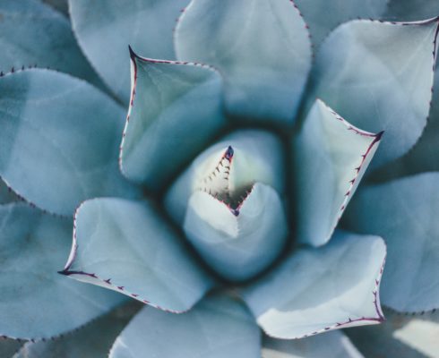 Photo of succulents, grieving grief grieve bereavement loss course death mourning grieving