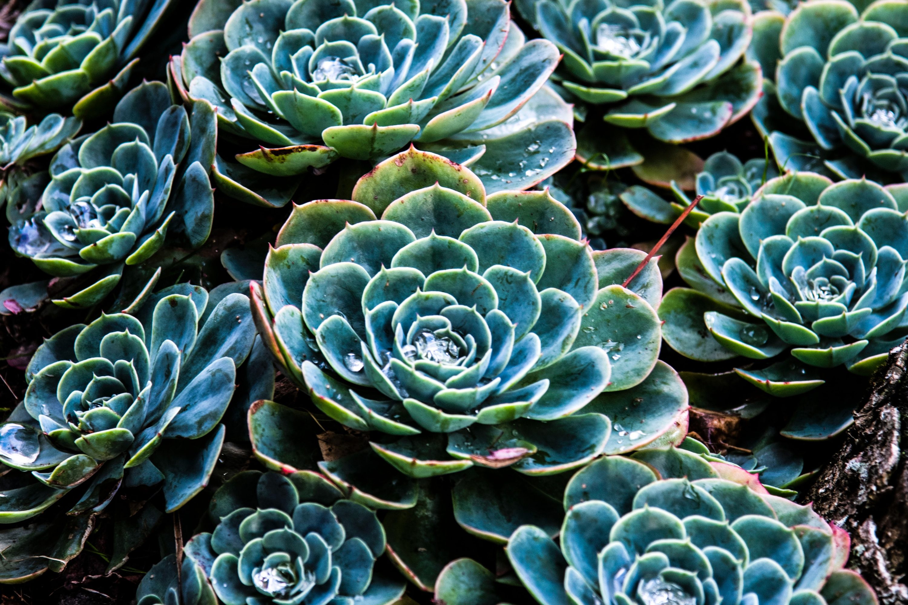 Photo of a bunch of green succulents